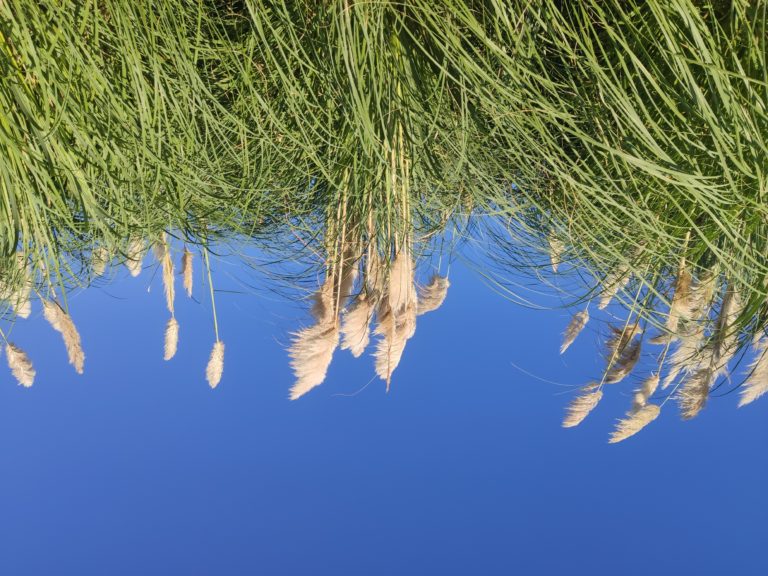 Herbe de la Pampa: une plante invasive dans nos jardins - Saint Pierre d 'Irube