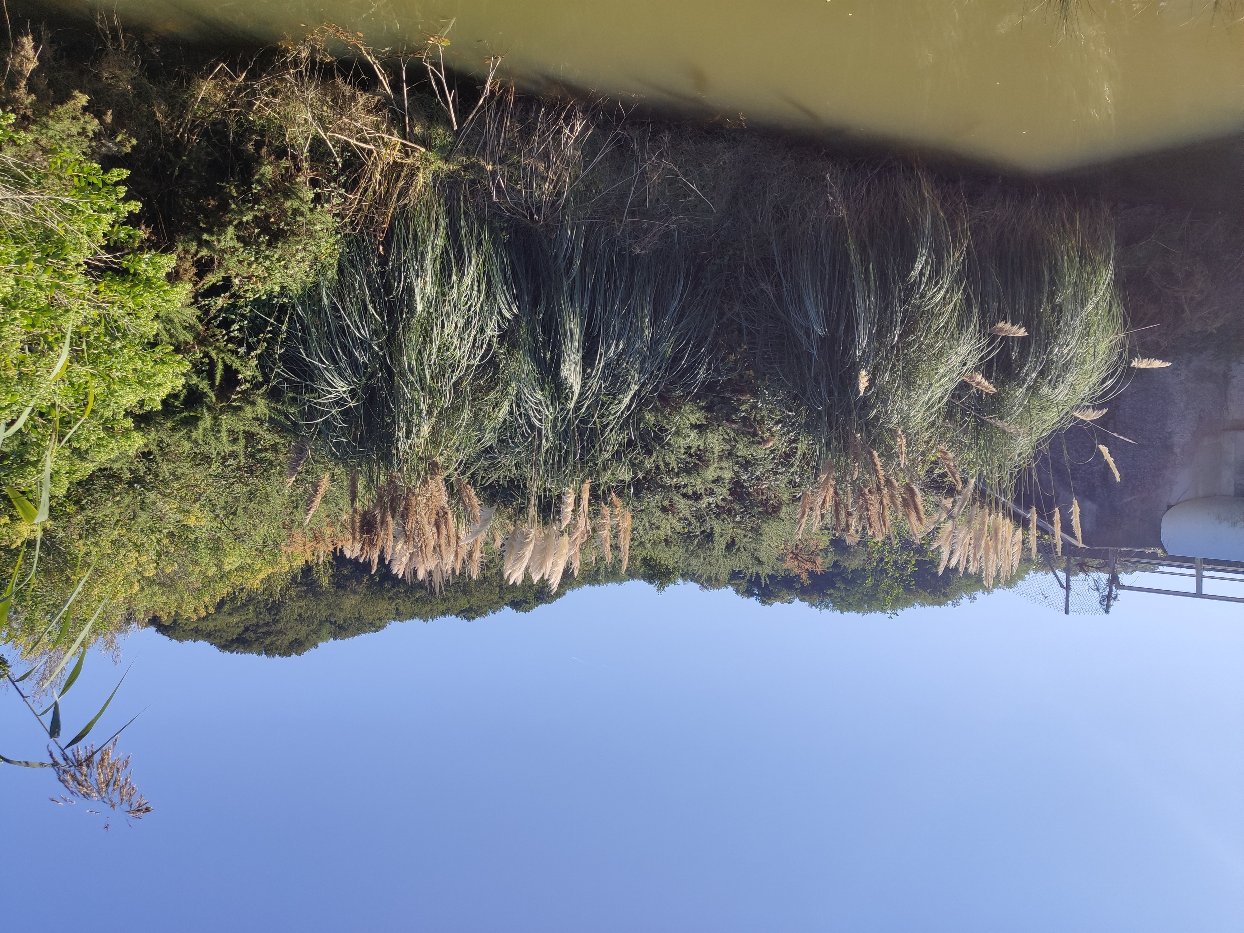 Finistère. L'envahissante herbe de la pampa va-t-elle faire